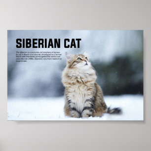 Kattras från Sibirien Poster