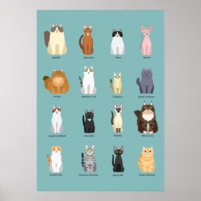 kattraser, olika katter,kattkonst poster (Framsidan)