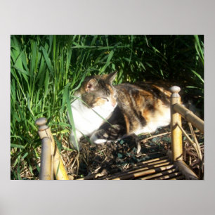 Kattsitta i grästrycket poster