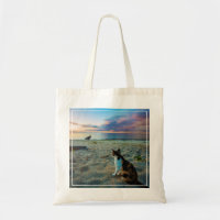 Kattsitta på en strand
