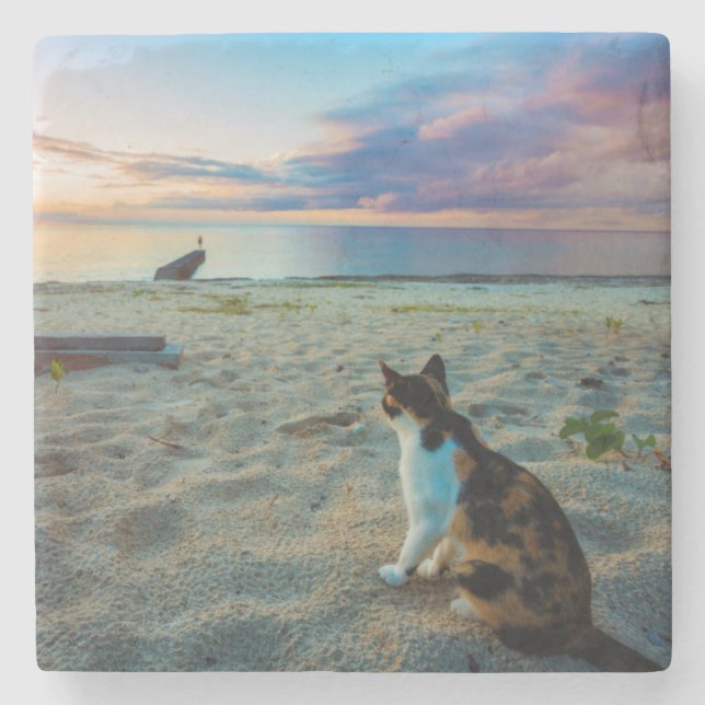 Kattsitta på en strand underlägg sten (Framsidan)