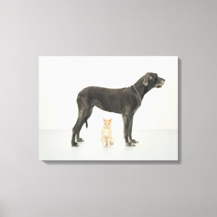 Kattsitta under great dane canvastryck