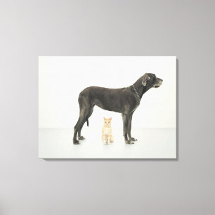 Kattsitta under great dane canvastryck