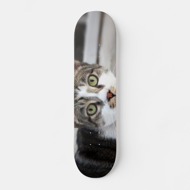 Kattskateboard Old School Skateboard Bräda 18 Cm (Framsida)