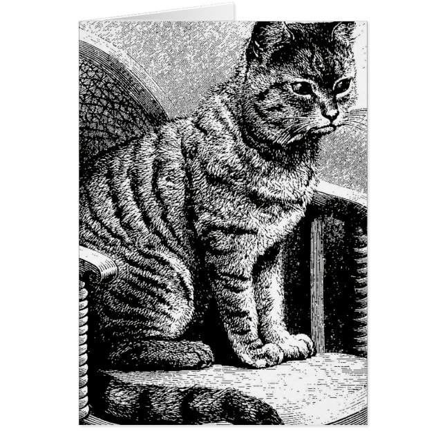 kattskiss hälsningskort (Framsidan)