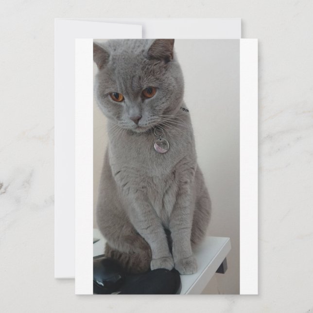 katttest inbjudningar (Framsida)