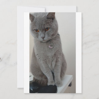 katttest inbjudningar