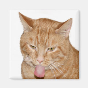 Katttunga Magnet