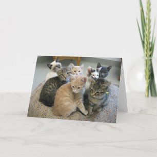 Kattungar 048 kort