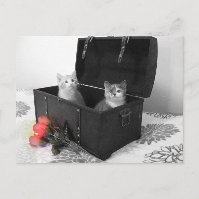 kattungar i bål med blomstervykort vykort (Framsida)