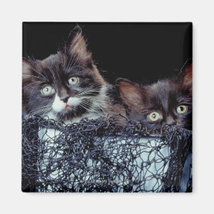 Kattungar i behållare magnet