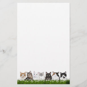 Kattungar i daisy brevpapper