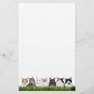 Kattungar i daisy brevpapper