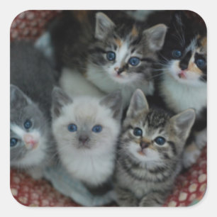 Kattungar i en basket fyrkantigt klistermärke