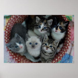 Kattungar i en basket poster