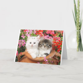 Kattungar i en pot. kort