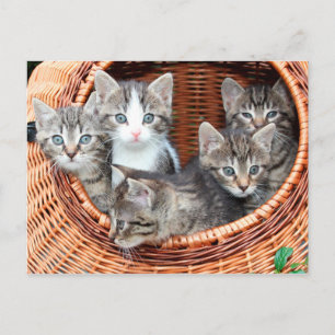 kattungar i ett vykort från basket
