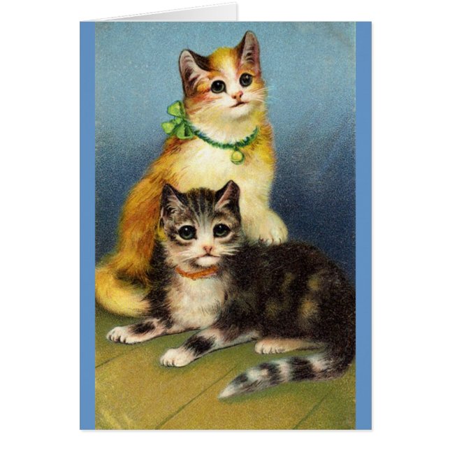 Kattungar OBS Kort (Framsidan)