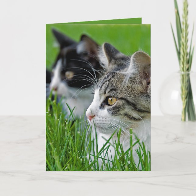 Kattungar på gräs-årsdagen kort (Framsida)