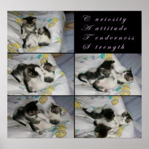 Kattungar på lek poster
