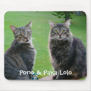 Kattungar Pono & Paka Lolo Musmatta