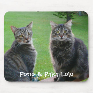 Kattungar Pono & Paka Lolo Musmatta