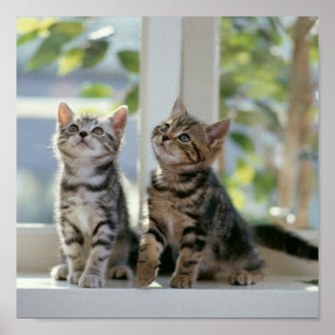 Kattungar Poster
