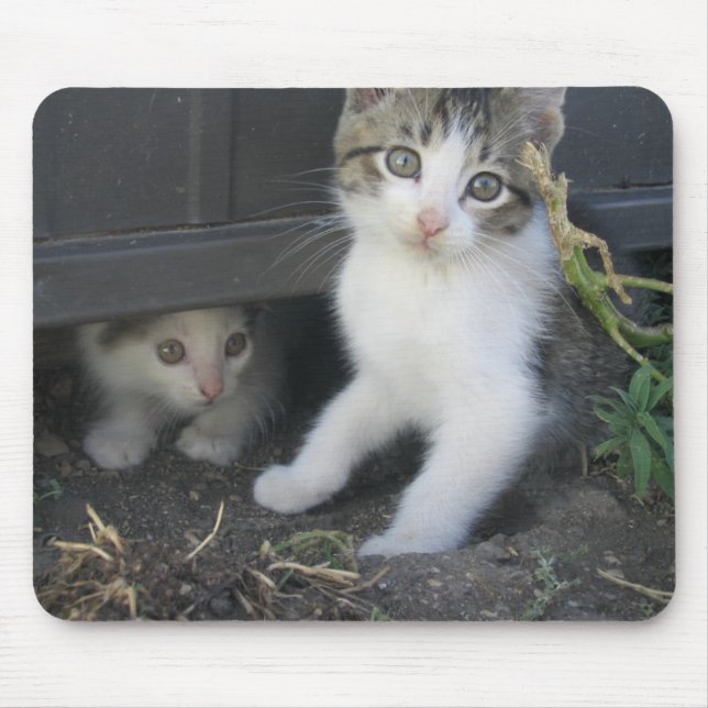 Kattungar som leker på lantgården Mousepad Musmatta (Framsidan)