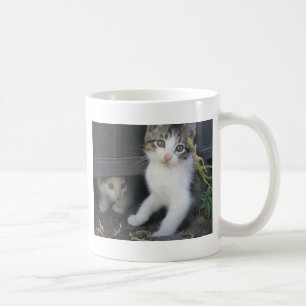 Kattungar som leker på lantgårdmuggen kaffemugg