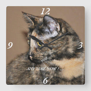 Kattungar som någon Time vägg tar tid på nu! Fyrkantig Klocka