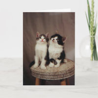 kattungar troget vänkort