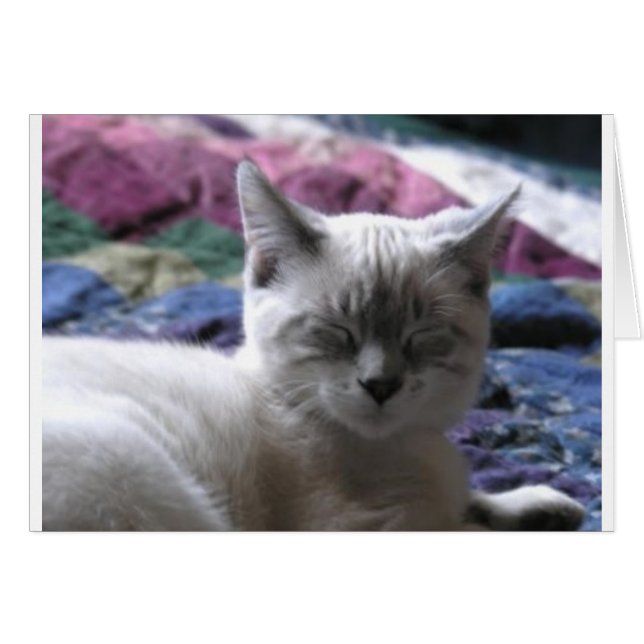 KATTUNGE 1 OBS KORT (Framsidan Horizontal)