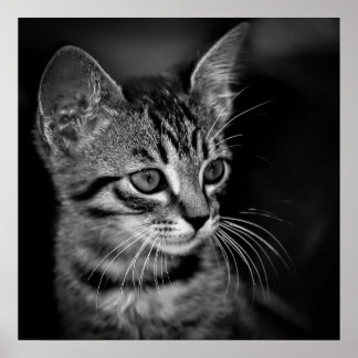 kattunge-405331 BLACK VITE kattunge vit katt c Poster