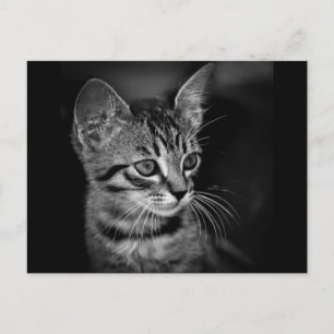 kattunge-405331 BLACK VITE kattunge vit katt c Vykort