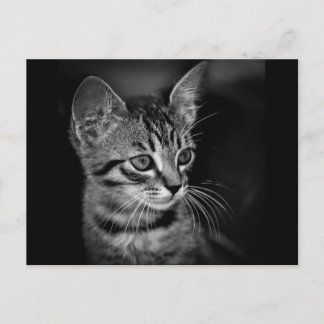 kattunge-405331 BLACK VITE kattunge vit katt c Vykort