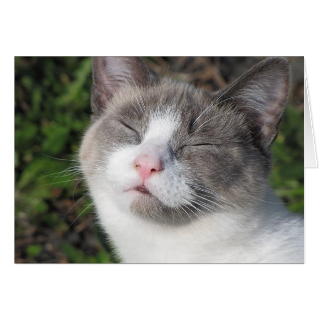 Kattunge Ansikte Hälsningskort (Framsidan Horizontal)