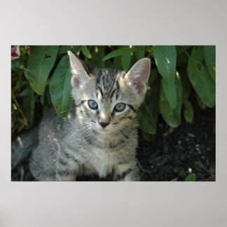 Kattunge är söt poster