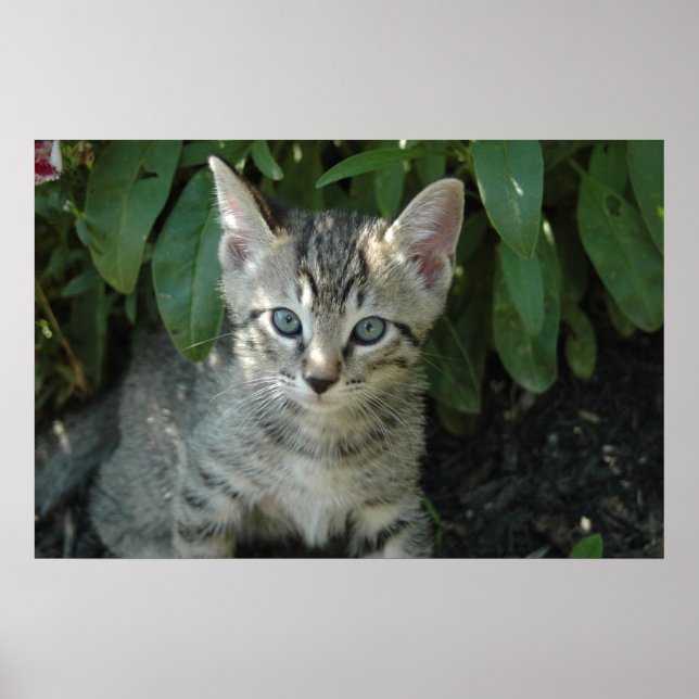 Kattunge är söt poster (Framsidan)