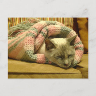 Kattunge Burrito Vykort