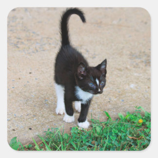 Kattunge-dekal Fyrkantigt Klistermärke