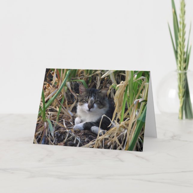 Kattunge födelsedagskort Önskemål Kort (Framsida)