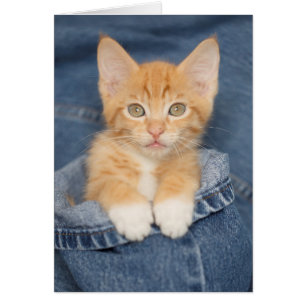 Kattunge för orange för blåttJean baby Hälsningskort