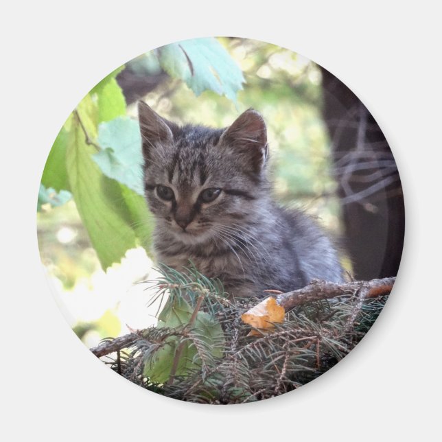 Kattunge Foto Baby Katt Rund Magnet (Framsidan)