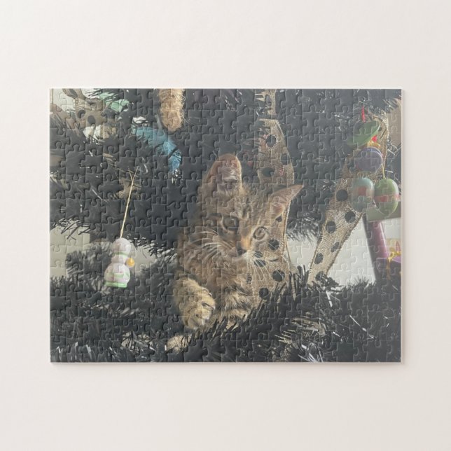 Kattunge Foto Djur Husdjur Katt Pussel (Horisontell)