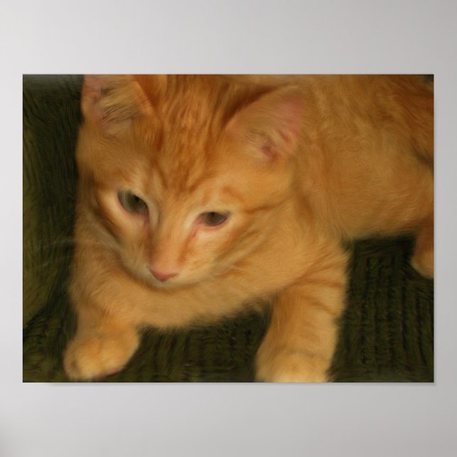 Kattunge fotoutskrift poster (Framsidan)
