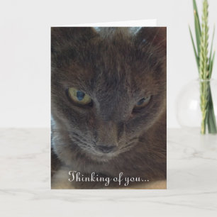 Kattunge Hämta hälsningskort Kort