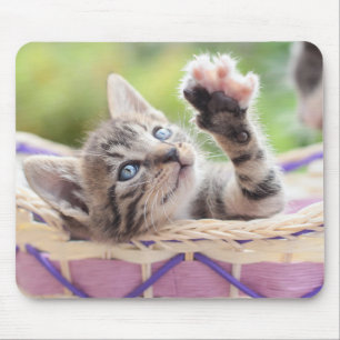 Kattunge i en basket musmatta