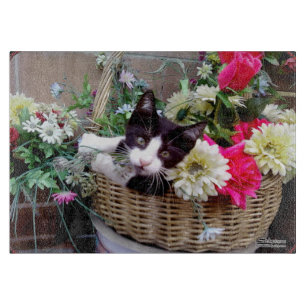 Kattunge i en korg