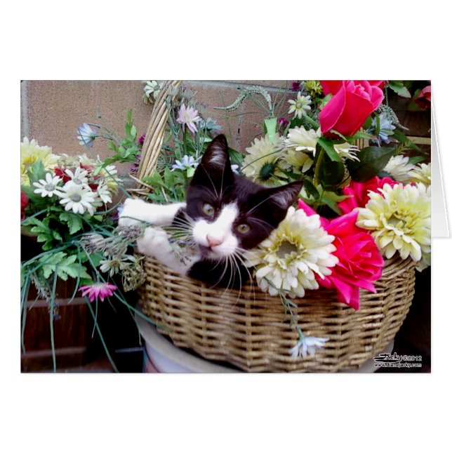 Kattunge i en korg OBS kort (Framsidan Horizontal)