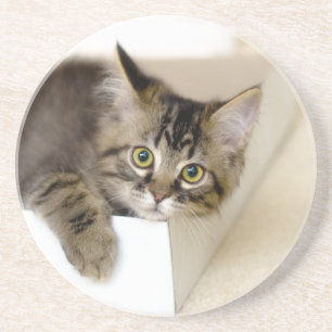 Kattunge i en låda underlägg sandsten